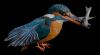 Dateiname : Eisvogel_thv.jpg
Dateigröße : 68KB
Abmessungen : 1024x573
hinzugefügt am : 25.Januar 2011 Eisvogel_thv.jpg